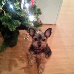 クリスマスツリー/クリスマス/愛犬/クリスマスイベント/クリスマス飾りつけ/クリスマスインテリア クリスマスがやってくると、愛犬をその前に…(1枚目)
