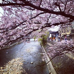 桜/春のフォト投稿キャンペーン/ありがとう平成/令和カウントダウン/風景/平成最後の一枚 今日は飛騨高山へ。

桜が満開！！得した…(1枚目)