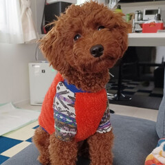 犬との暮らし/犬と暮らす/早起き/早起きは三文の徳/寝不足/動物好きな人と繋がりたい/... 愛車は昨日無事に直り復活しました~⸜( …