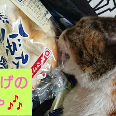 おうちごはん/猫/購入品 なぜ?!(・◇・;) ?か🍞の袋をカミカ…(1枚目)