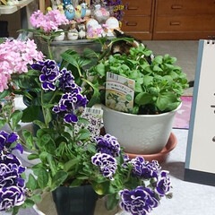 鉢花🌼🏵️🥀/ベランダ/リビング 昨日、北海道も雨風が凄くてベランダの鉢花…(1枚目)