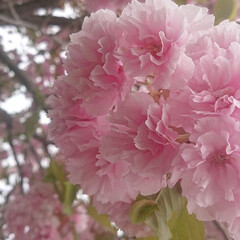 「今日は歯医者の日、遅咲きの桜🌸🌸が満開🤩…」(3枚目)