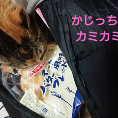 おうちごはん/猫/購入品 なぜ?!(・◇・;) ?か🍞の袋をカミカ…(3枚目)