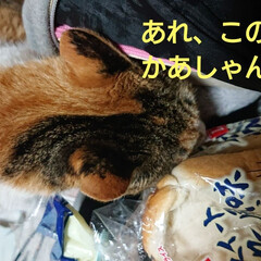 おうちごはん/猫/購入品 なぜ?!(・◇・;) ?か🍞の袋をカミカ…(4枚目)