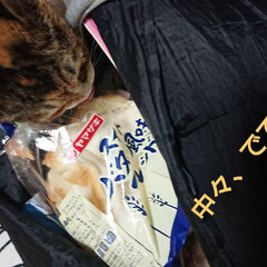 おうちごはん/猫/購入品 なぜ?!(・◇・;) ?か🍞の袋をカミカ…(2枚目)