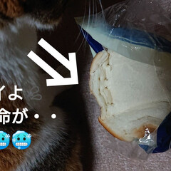おうちごはん/猫/購入品 なぜ?!(・◇・;) ?か🍞の袋をカミカ…(5枚目)