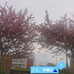 「今日は歯医者の日、遅咲きの桜🌸🌸が満開🤩…」(2枚目)