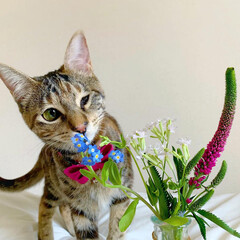 猫/ペット仲間募集/フォロー大歓迎/小動物/フェレット/ペット/... 【PR】
Bloomee LIFE
公…