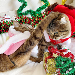 保護猫/子猫/ベンガル/スコティッシュフォールド/クリスマスプレゼント/猫部/... クリスマス、まだかまだかなってみんなでお…(7枚目)