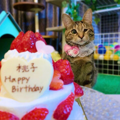 誕生日会/誕生日ケーキ/誕生日/保護猫/猫/ねこ/... 桃子ちゃん🎂😻🎀
お誕生日おめでとう❤️…(5枚目)