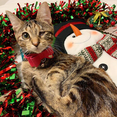 保護猫/子猫/ベンガル/スコティッシュフォールド/クリスマスプレゼント/猫部/... クリスマス、まだかまだかなってみんなでお…(4枚目)