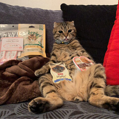 グリニーズ 猫用 ローストチキン味 156g マース オーラルケア 歯磨き キャットフード ペットフード キャット(おやつ)を使ったクチコミ「PEPPY.さんから
スタッフ厳選うまう…」(3枚目)