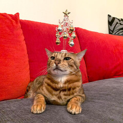 保護猫/子猫/ベンガル/スコティッシュフォールド/クリスマスプレゼント/猫部/... クリスマス、まだかまだかなってみんなでお…(5枚目)