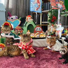 小動物/フェレット/子猫/ベンガル/スコティッシュフォールド/多頭飼い/... 家族写真😸😸😸🐻😸💕💕💕💕💕
ももちゃん…