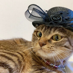 保護猫/スコティッシュフォールド/猫/ねこ/コレクション/帽子/... 今日の帽子は👒
黒色に致しますにゃ～ん😸…(2枚目)