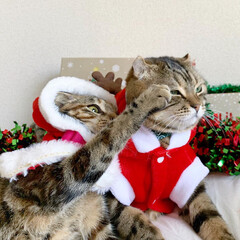 保護猫/子猫/ベンガル/スコティッシュフォールド/クリスマスプレゼント/猫部/... クリスマス、まだかまだかなってみんなでお…(6枚目)