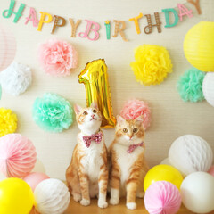 猫派/令和の一枚/フォロー大歓迎/LIMIAペット同好会/にゃんこ同好会 7月28日に1歳の誕生日を迎えました✨
…(1枚目)