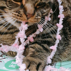 ネコ/ピンク/マンチカン/巻きつく/猫/うちの子自慢 毛糸を見つけて持ってきた…ぐっちゃぐちゃ…(1枚目)