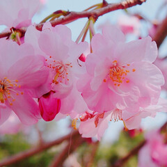 桜/春/春のフォト投稿キャンペーン/おでかけ 今年の桜ももう終わりですね。来年も皆で見…(1枚目)