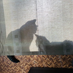 カーテン/窓辺/仲良し/猫 カーテンの向こう側💕

壁紙…キズだらけ💧(2枚目)