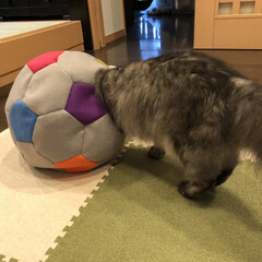 ハンドメイド/フェルト/サッカーボール型猫ベッド/猫ベッド/暮らし/100均 サッカーボール型猫ベッド💕
フェルトで作…(9枚目)