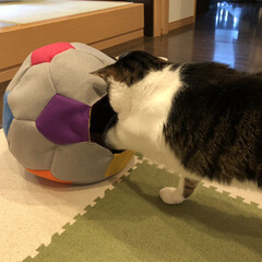 ハンドメイド/フェルト/サッカーボール型猫ベッド/猫ベッド/暮らし/100均 サッカーボール型猫ベッド💕
フェルトで作…(8枚目)