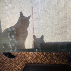 カーテン/窓辺/仲良し/猫 カーテンの向こう側💕

壁紙…キズだらけ💧(1枚目)