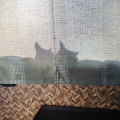 カーテン/窓辺/仲良し/猫 カーテンの向こう側💕

壁紙…キズだらけ💧(3枚目)