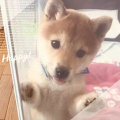 誕生日フォト/Kawaii/ペット/犬 1歳のお誕生日おめでとう(♡˙︶˙♡)
…(1枚目)