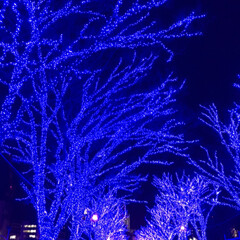 イルミネーション/青の洞窟/冬/クリスマス/クリスマスツリー 青の洞窟綺麗でした！(1枚目)