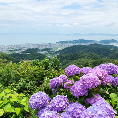 LIMIAおでかけ部/おでかけ/風景/おでかけワンショット 愛知県三ヶ根山⛰ アジサイの花で有名です…(1枚目)