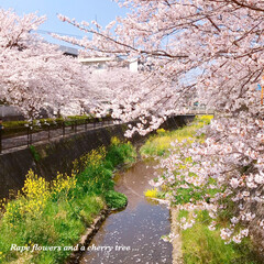 pink/Flower/花/菜の花/また来年/春のおとずれ/... *
桜と菜の花と…𓂃 𓈒𓏸❁
*
桜パ…
