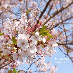 春のおとずれ/春の訪れ/春/season/SAKURA/さくら/... *
今朝の 桜パトロール🌸
*
昨夜の雨…(2枚目)