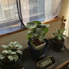 ダイソー/カフェ風/観葉植物 我が家で３つ目の観葉植物🪴です。
スイカ…(1枚目)