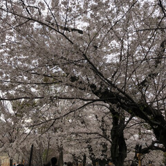 お花見/桜/春の一枚 皇居乾門の通り抜けから千鳥ヶ淵までテクテ…(7枚目)
