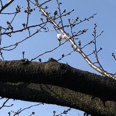 春/桜/小さい春 (1枚目)