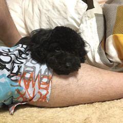 トイプードル/ペット/犬 大好きなパパの足を枕にするフランちゃん♪(1枚目)