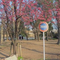 「桜はまだだったけど、なんか咲いてた。(桜…」(1枚目)