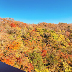 紅葉/秋/風景/おでかけ サークルの仲間と紅葉みにいきました。(1枚目)
