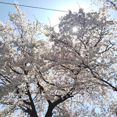 春のフォト投稿キャンペーン 桜満開っ！(1枚目)