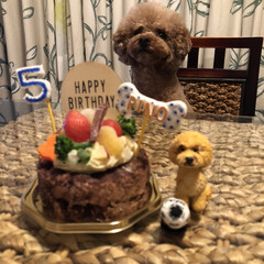 ケーキ/誕生日/犬好きな人と繋がりたい/茅ヶ崎/トリミングday/アフロ犬/... 5歳の誕生日おめでとう👏👏👏👏👏
天真爛…(1枚目)