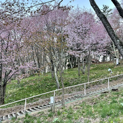 公園/桜/道東/ドライブ/お出かけ 土曜日、天気が良かったので🌸桜🌸を見られ…(3枚目)