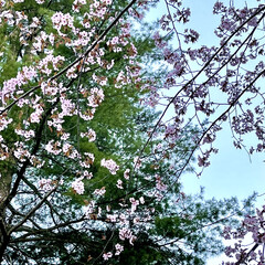 公園/桜/道東/ドライブ/お出かけ 土曜日、天気が良かったので🌸桜🌸を見られ…(5枚目)