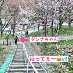 公園/桜/道東/ドライブ/お出かけ 土曜日、天気が良かったので🌸桜🌸を見られ…(6枚目)