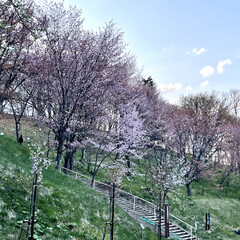公園/桜/道東/ドライブ/お出かけ 土曜日、天気が良かったので🌸桜🌸を見られ…(2枚目)