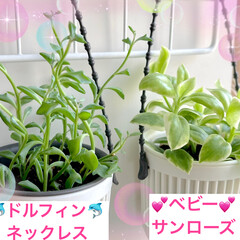コメント出来ません/増えるといいな/ベビーサンローズ/ドルフィンネックレス/インテリア/多肉植物/... ドルフィンちゃん🐬と、ベビーサンローズ❣…