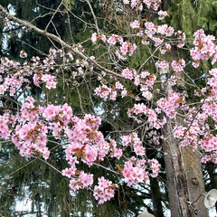 公園/桜/道東/ドライブ/お出かけ 土曜日、天気が良かったので🌸桜🌸を見られ…(4枚目)