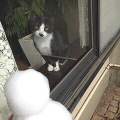 cat/冬支度/秋/ペット/猫/風景/... だんだん寒くなってきましたね。
今年は雪…