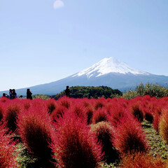 おでかけ/秋 色付いたコキアと富士山のコラボレーション(1枚目)
