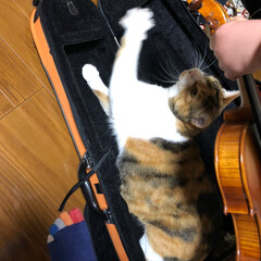 習い事/バイオリン/ペット/猫 息子のバイオリンケースに入り込むリュリさ…(2枚目)